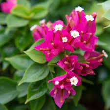 Bougainvillea 'Pink Pixie' 25 - 30cm Ht, 1PP in 10cm Pot