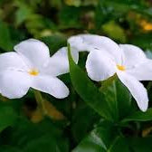 Tabernaemontana S.Flower ( 80 - 100cm Ht, 4PP & Bushy )