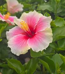 Hibiscus rosa-sinensis 3ltr