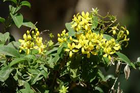 Tristellateia australasiae ( 60 - 80cm Ht, 4PP & Bushy )