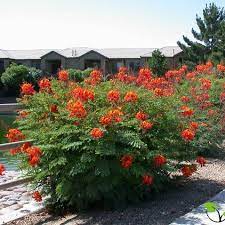 Caesalpinia pulcherrima 40-50cm Ht