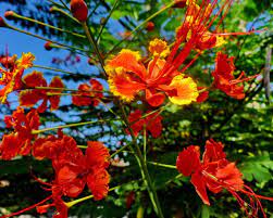 Caesalpinia pulcherrima 40-50cm Ht