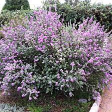 Leucophyllum frutescens (40-50cm Ht, 1PP in 15cm Pot)