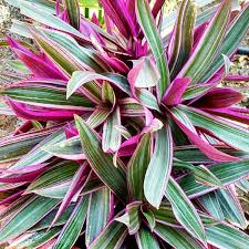 Rhoeo discolor