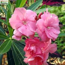 Nerium oleander 'Mix' ( 80 - 100cm Over All Height )