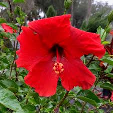 Hibiscus red (Tall Red) 40-50cm