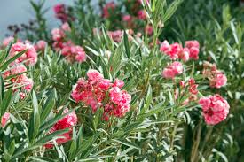 Nerium oleander 'Mix' ( 80 - 100cm Over All Height )
