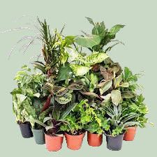 Indoor Plants