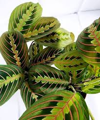 Maranta leuc. 'Fascinator'