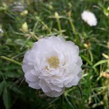 Portulaca grandiflora Mix(10-15cm)