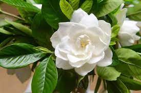 Gardenia Jasmin: "First Love"30-35cm Ht & Bushy in10Ltr Pot