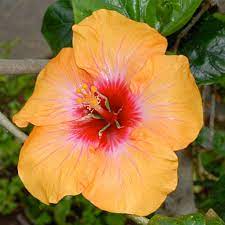 Hibiscus Rosesty (30 -35cm Height)