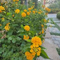 Lantana  " Yellow " 30-35cm Ht & Spread in 10L Pot