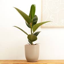 Ficus elastica 'Robusta' 14CM POT,56CM HT