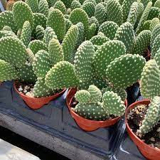 Opuntia