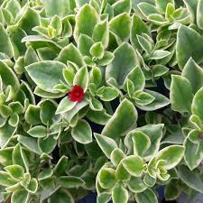 Aptenia cordifolia (15 - 20cm Spread in 10cm Pot)