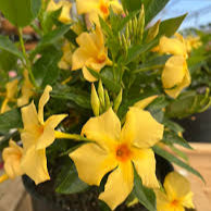 Mandevilla "Yellow" 30-40cm