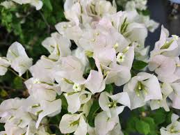 Bougainvillea glabra 'White' ( 40 - 50cm Spread , 1PP )