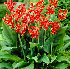 Canna indica "Green Leaf" (ارتفاع 40-50 سم في وعاء 15 سم)