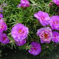 Portulaca grandiflora Mix(10-15cm)