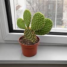 Opuntia