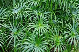 Cyperus alternifolius V10 pots
