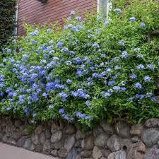 Plumbago 'capensis' (40-60cm Height, 4PP & Bushy)