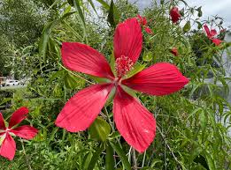 Hibiscus Sp. 60-70cm Height