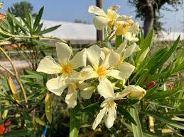 Nerium oleander 'Mix' ( 80 - 100cm Over All Height )