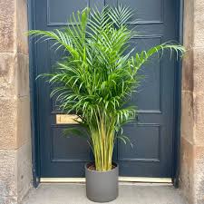 Dypsis lutescens