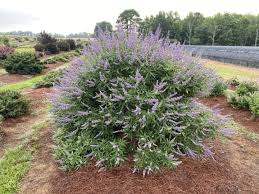 Vitex agnus castus ( 40 - 50cm Ht in 10cm Pot )