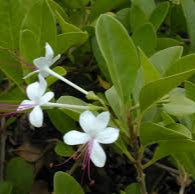 Clerodendron inerme (25 - 30cm Height in 10cm Pot)