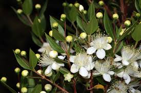 Myrtus communis ( 40 - 50cm Height, 1PP )