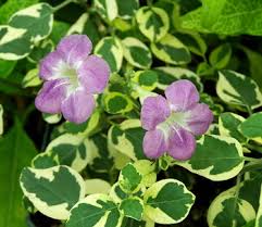 Asystasia gangatica