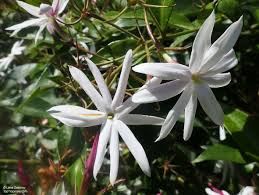 Jasminum Nitidum 61 - 80cm Ht, 5PP in 10Ltr Pot