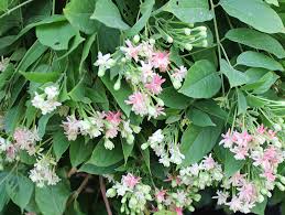 Quisqualis indica ( 30 - 40cm Height in 4" Bag )