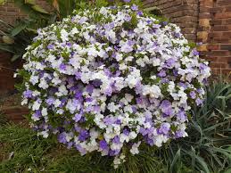 Brunfelsia latifolia(20-25cm Ht)