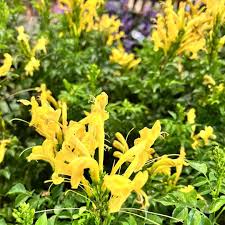Tecomaria capensis "yellow" (30-40cm Ht, 1PP in 15cm Pot)