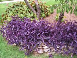 Setcreasea purpurea (10 - 15cm Height in 10cm Pot)