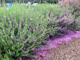 Leucophyllum 'Green Cloud' 15-20cm