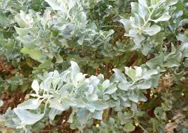 Atriplex halimus (40-50cm Ht)