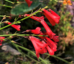 Russelia equisetformis 30-40cm Height