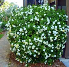 Gardenia Jasmin: "First Love"30-35cm Ht & Bushy in10Ltr Pot