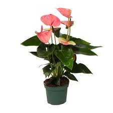 Anthurium SWEET DREAM ROYAL PINK 12CM POT, 45CM HEIGHT