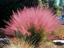 Muhlenbergia Cappilaris (30-40cm Ht, in 10cm Pot)