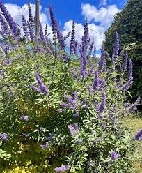 Vitex agnus castus ( 40 - 50cm Ht in 10cm Pot )