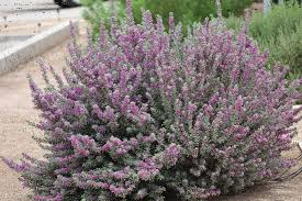 Leucophyllum frutescens (40-50cm Ht, 1PP in 15cm Pot)