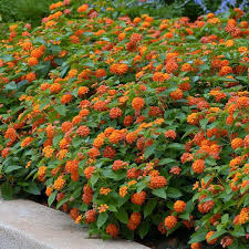 Lantana 'Orange'
