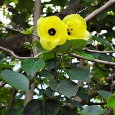 Hibiscus tiliaceus 3-3.5m Ht, 1.5m CT, 4-5cm Dia