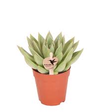 Echeveria 'Miranda'